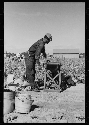 Rolling bleaching paper used to keep celery stalks white, Sanford, Florida