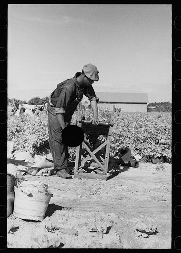 Untitled photo, possibly related to: Rolling bleaching paper used to keep celery stalks white, Sanford, Florida