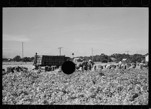 Untitled photo, possibly related to: Harvesting celery, Sanford, Florida