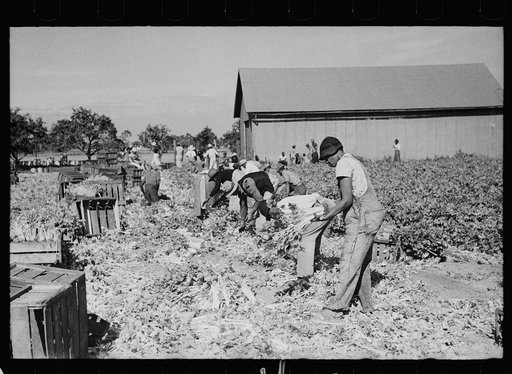 Harvesting celery, Sanford, Florida