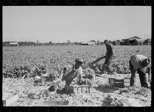 Harvesting celery, Sanford, Florida
