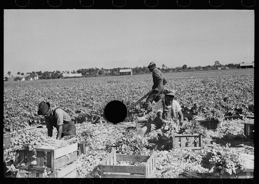 Untitled photo, possibly related to: Harvesting celery, Sanford, Florida