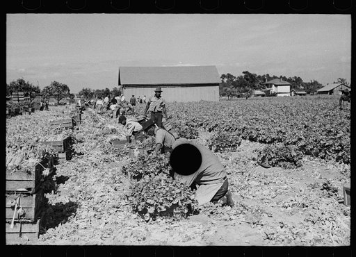 Untitled photo, possibly related to: Harvesting celery, Sanford, Florida