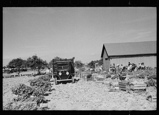 Untitled photo, possibly related to: Harvesting celery, Sanford, Florida