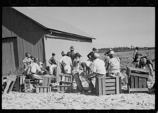 Celery harvesting is usually done by two crews; one rests while the other works up and down the field. Sanford, Florida