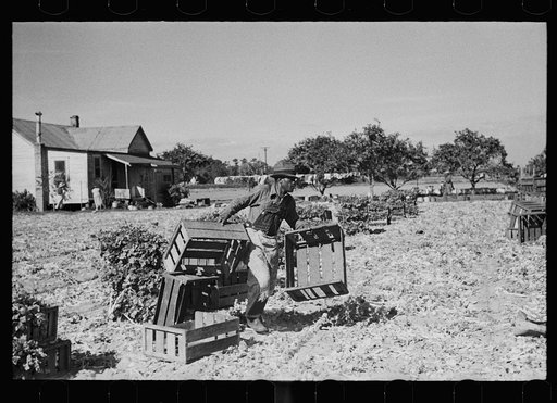 Rushing boxes to the harvesters in the celery field, Sanford, Florida