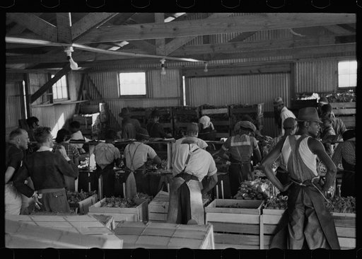 Packing celery at Sanford, Florida. Many of these workers are migrants