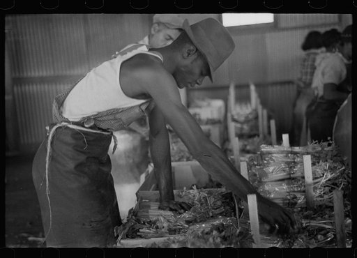 Packing celery at Sanford, Florida. Many of these workers here are migrants