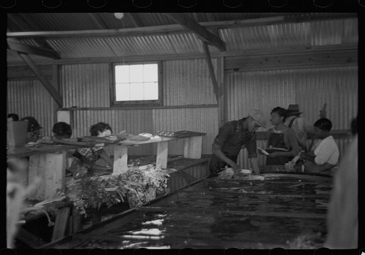 Untitled photo, possibly related to: Packing celery at Sanford, Florida. Many of these workers here are migrants