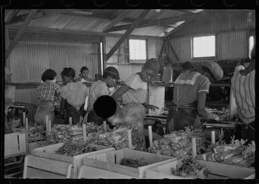 Untitled photo, possibly related to: Packing celery at Sanford, Florida. Many of these workers here are migrants