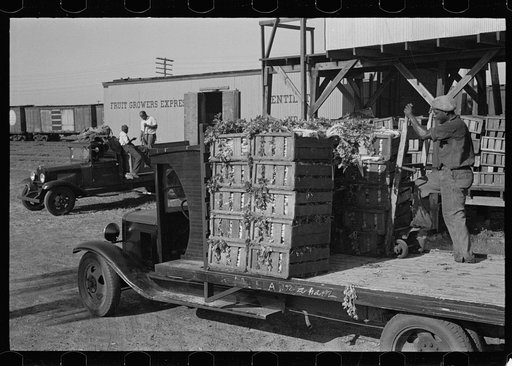 Loading celery, Sanford, Florida