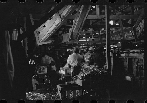 Untitled photo, possibly related to: Packing celery, Sanford, Florida