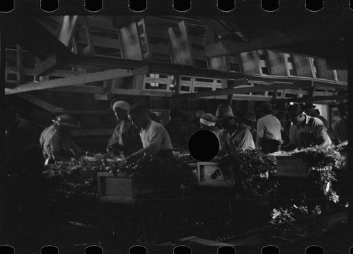 Untitled photo, possibly related to: Packing celery, Sanford, Florida