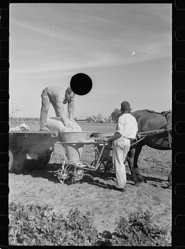 Untitled photo, possibly related to: Large quantities of fertilizer are used to grow celery, Sanford, Florida