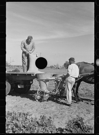 Untitled photo, possibly related to: Large quantities of fertilizer are used to grow celery, Sanford, Florida