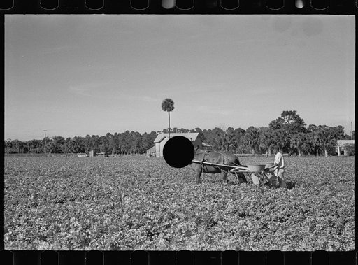 Untitled photo, possibly related to: Fertilizing a celery field, Sanford, Florida