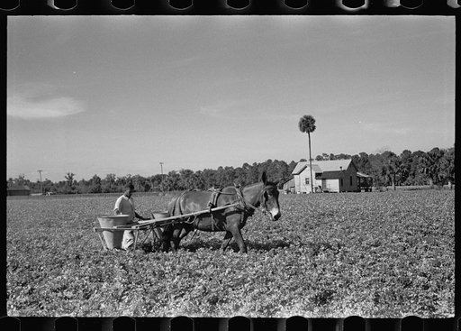 Fertilizing a celery field, Sanford, Florida