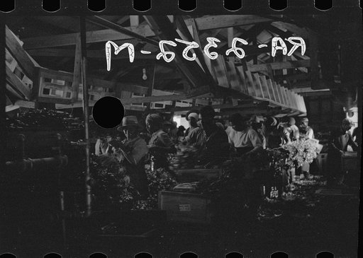 Untitled photo, possibly related to: Packing celery, Sanford, Florida