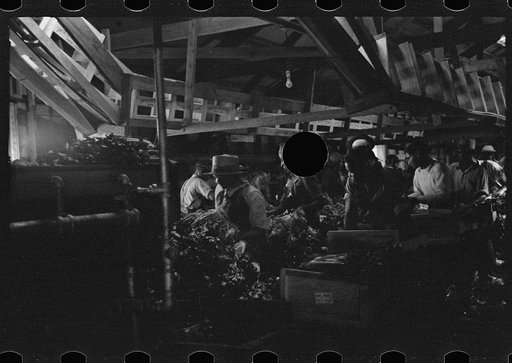 Untitled photo, possibly related to: Packing celery, Sanford, Florida