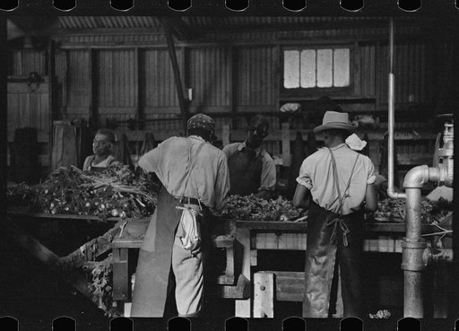 Untitled photo, possibly related to: Packing celery, Sanford, Florida