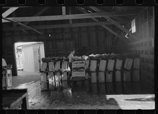 Packing celery, Sanford, Florida