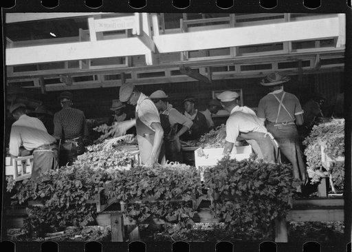 Untitled photo, possibly related to: Packing celery, Sanford, Florida