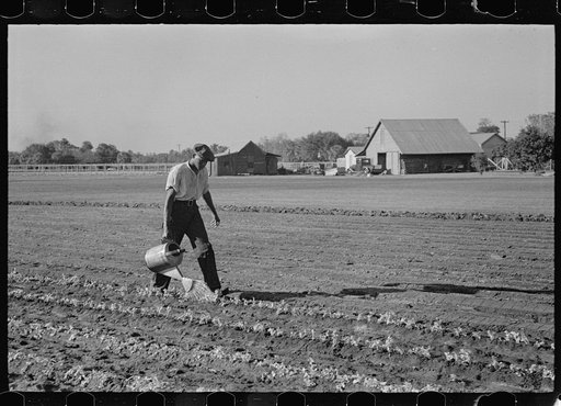 Watering rows of celery which have just been set out from beds, Sanford, Florida