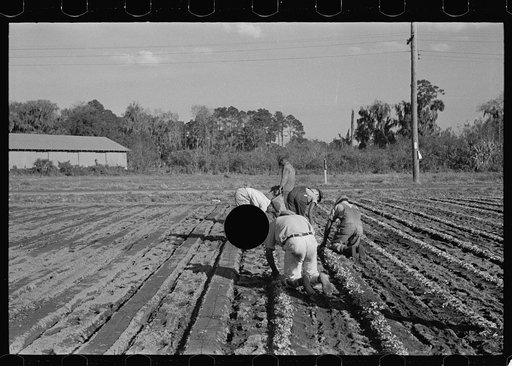 Untitled photo, possibly related to: Setting out rows of celery, Sanford, Florida