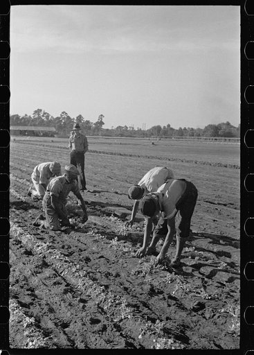 Setting out rows of celery, Sanford, Florida