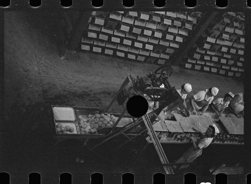 Untitled photo, possibly related to: Sectioners at work canning grapefruit. About half of these girls are migrants. Winter Haven, Florida