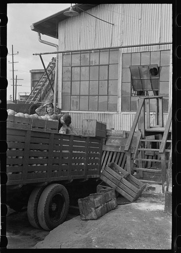 Unloading grapefruit at the canning plant, Polk County, Florida