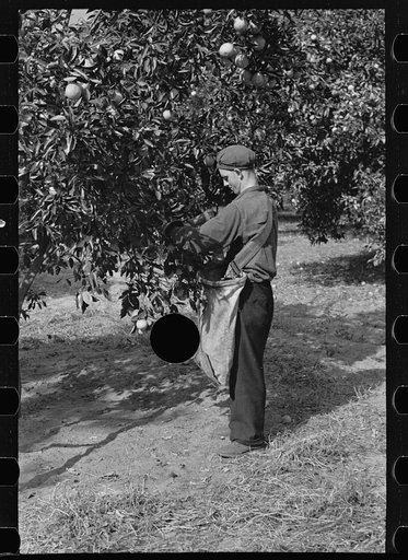 Untitled photo, possibly related to: Orange picking in Florida. Much of this type of work is migratory. Polk County, Florida