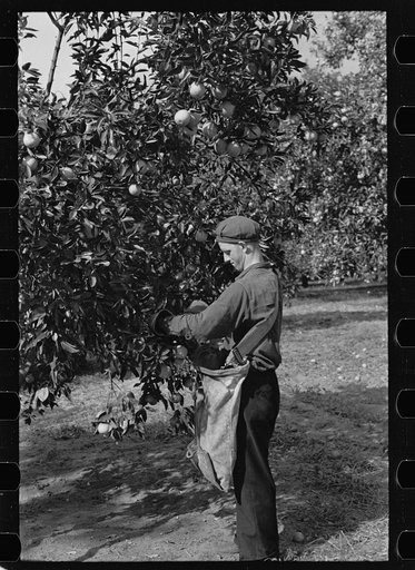 Untitled photo, possibly related to: Orange picking in Florida. Much of this type of work is migratory. Polk County, Florida