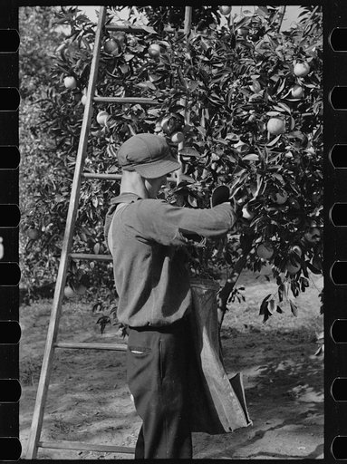 Untitled photo, possibly related to: Orange picking in Florida. Much of this type of work is migratory. Polk County, Florida