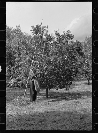 Orange picking in Florida. Much of this type of work is migratory. Polk County, Florida