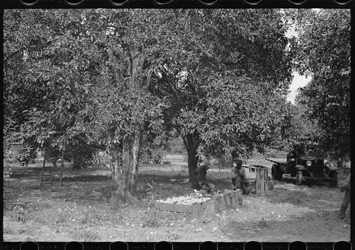Untitled photo, possibly related to: A Florida orange picker. Many of these workers are migrants. Polk County, Florida