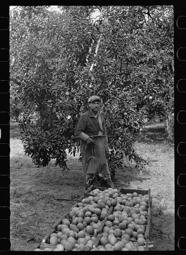 Untitled photo, possibly related to: A Florida orange picker. Many of these workers are migrants. Polk County, Florida