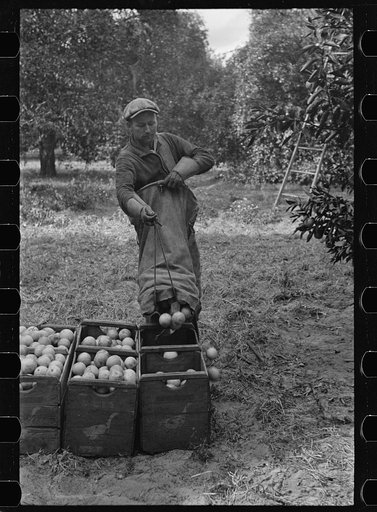 A Florida orange picker. Many of these workers are migrants. Polk County, Florida