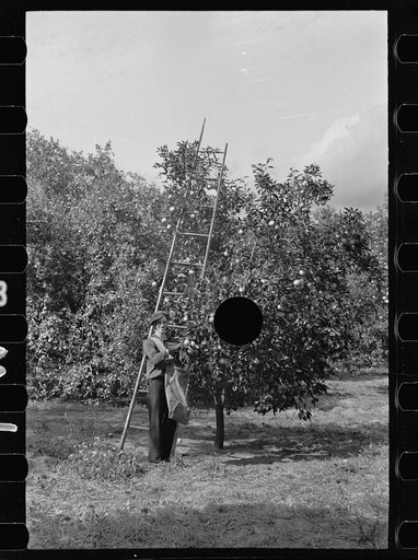 Untitled photo, possibly related to: A migrant orange picker, Polk County, Florida