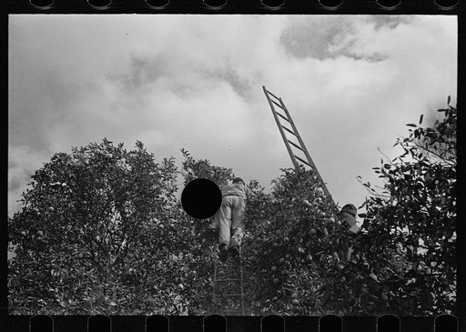 Untitled photo, possibly related to: Orange picking, Polk County, Florida
