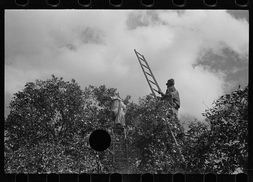 Untitled photo, possibly related to: Orange picking, Polk County, Florida
