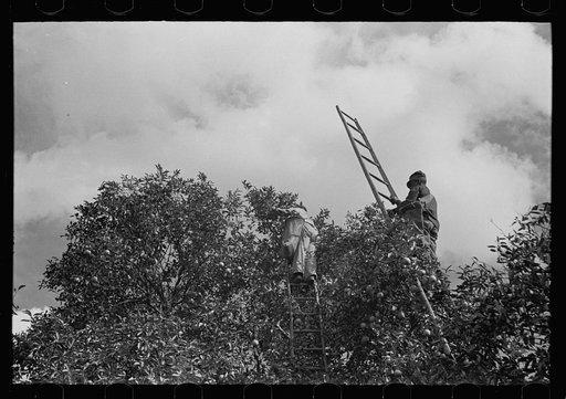 Untitled photo, possibly related to: Orange picking, Polk County, Florida