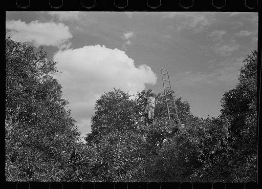 Orange picking, Polk County, Florida