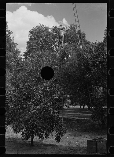 Untitled photo, possibly related to: Orange picking, Polk County, Florida