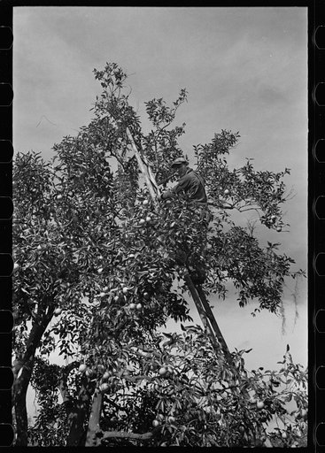 Untitled photo, possibly related to: Orange picking, Polk County, Florida