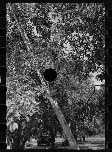 Untitled photo, possibly related to: Orange picking, Polk County, Florida