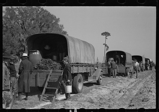 Trucks used in plant operations, Withlacoochee Land Use Project, Florida