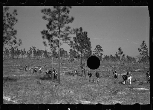 Untitled photo, possibly related to: Trucks used in plant operations, Withlacoochee Land Use Project, Florida