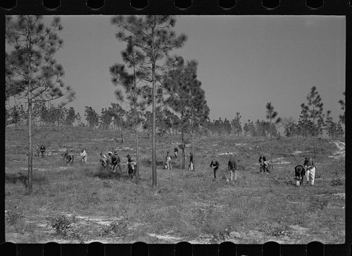 Untitled photo, possibly related to: Trucks used in plant operations, Withlacoochee Land Use Project, Florida