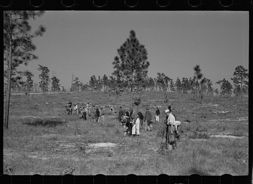 Untitled photo, possibly related to: Trucks used in plant operations, Withlacoochee Land Use Project, Florida